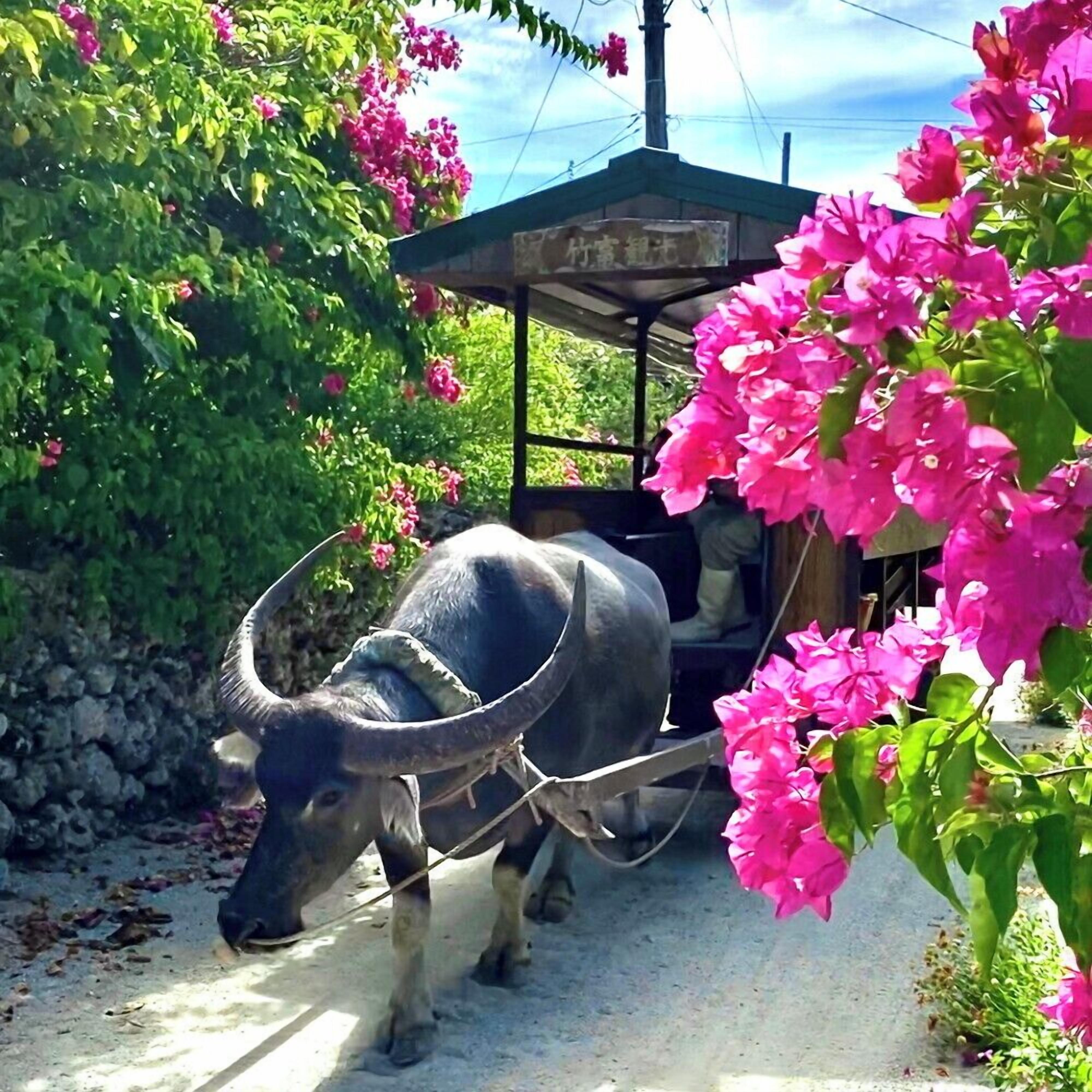Un búfalo tira un carro en un jardín con flores rosadas y un pabellón.