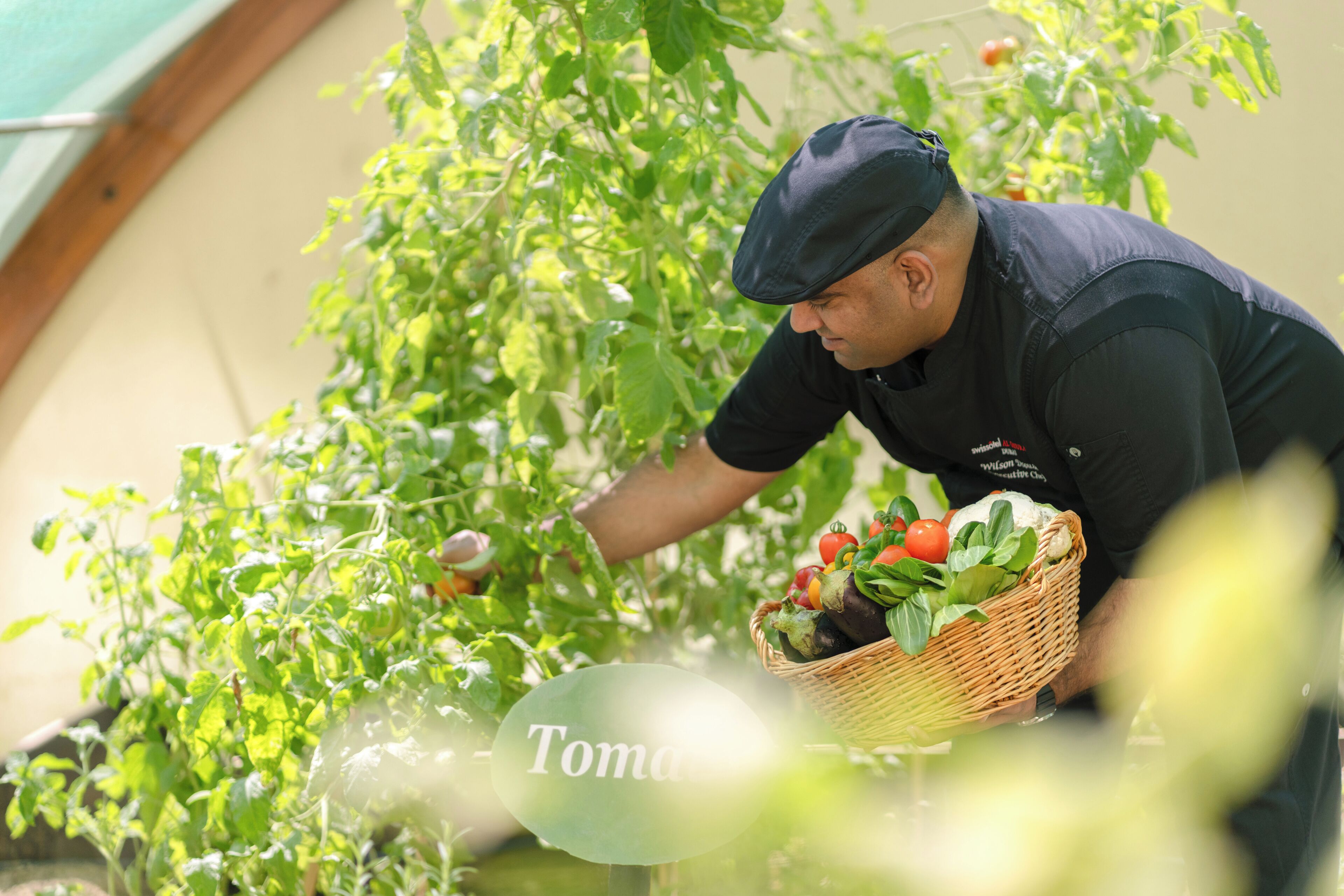 A person harvesting tomatoes from a plant in a greenhouse.