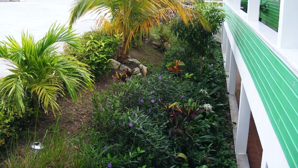 Un jardín con diversas plantas y una palmera.