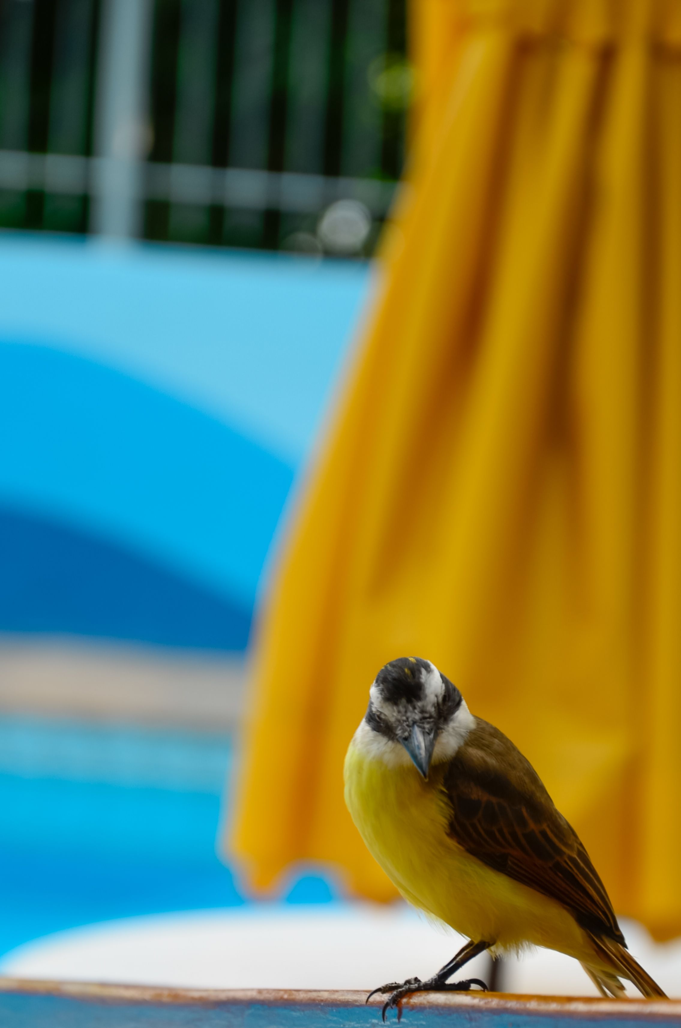 Foto - Hotel Tubarao