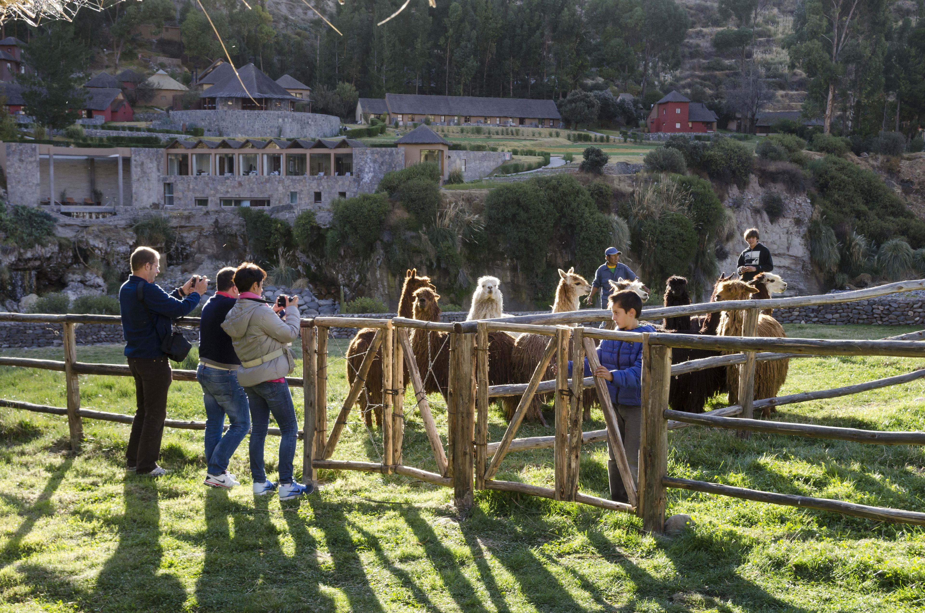 A group of people observing llamas behind a wooden fence in a grassy area with a stone building in the background.
