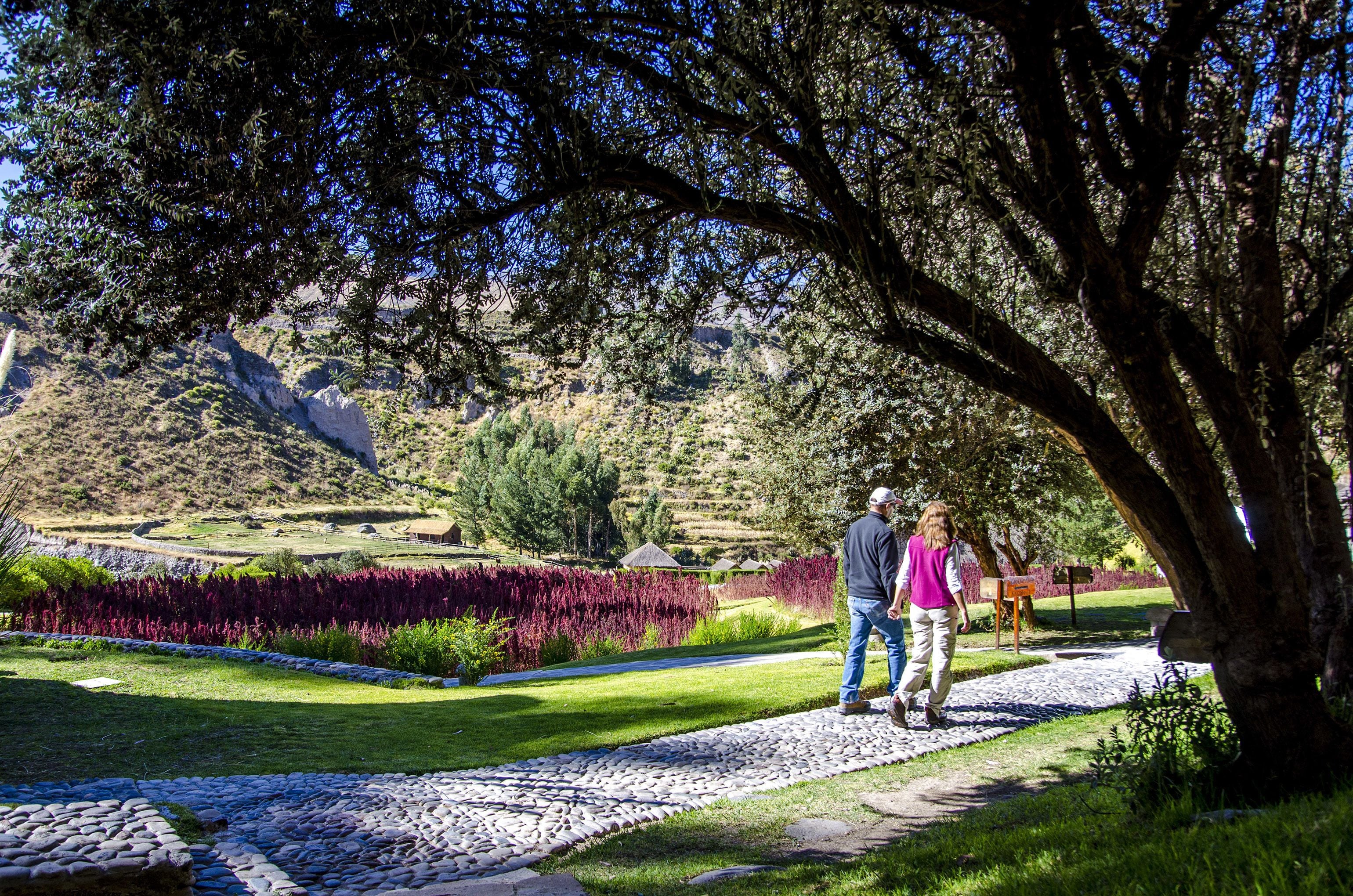 Un camino en un parque con un árbol grande, una zona verde y un paisaje montañoso.