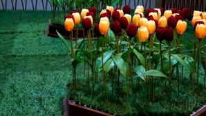 A garden with rows of tulips in various colors, surrounded by green grass and plants. - Star Hotel (Battambang)
