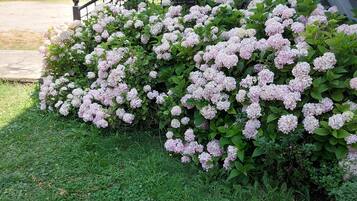 A garden with pink hydrangea bushes, a stone staircase, and a metal railing.