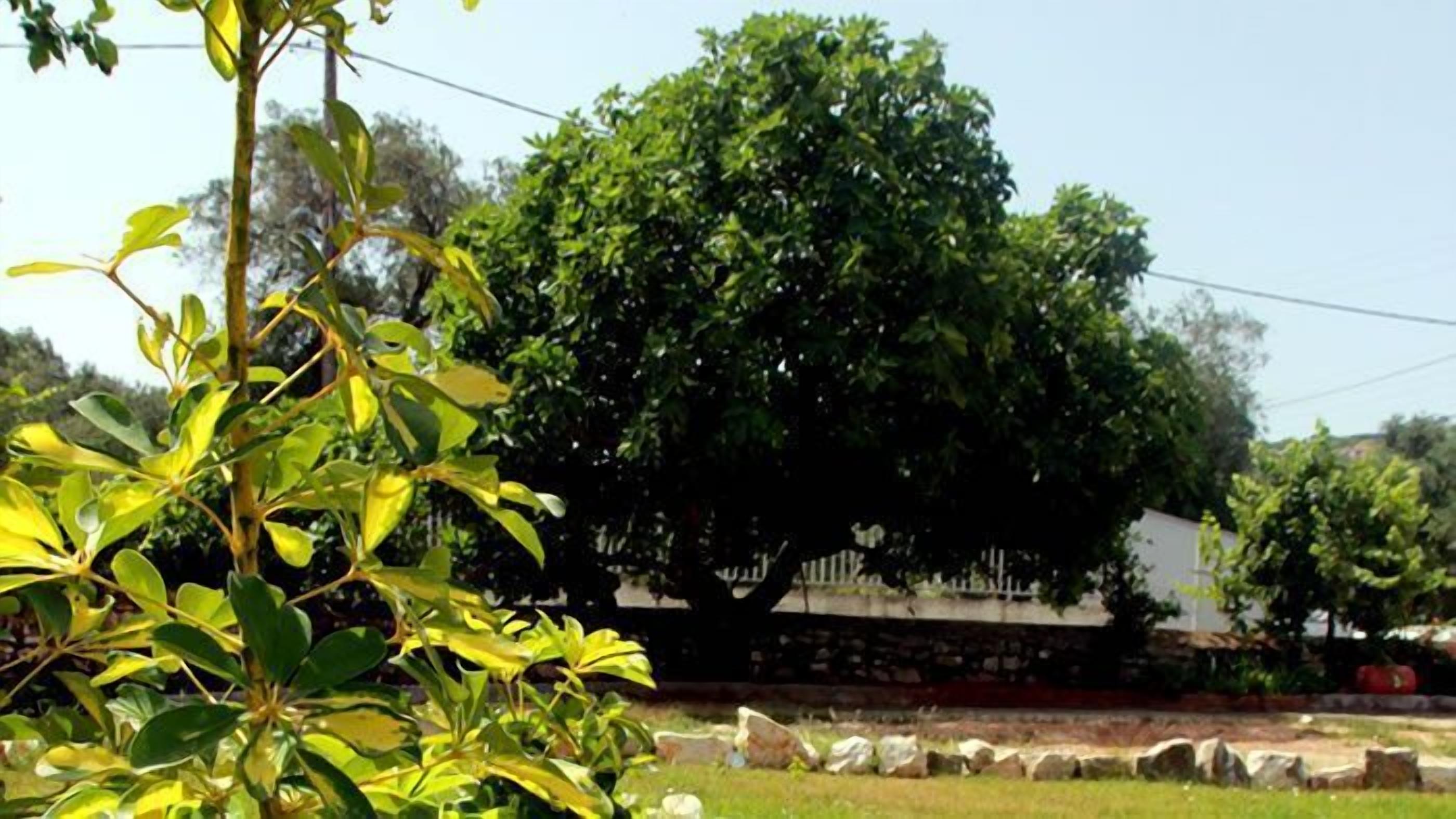 Un árbol grande con follaje denso en un área ajardinada, con un muro de piedra y una valla blanca al fondo.