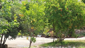 A garden with various trees, including some with green leaves and others with red fruits.