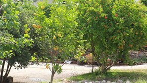 Property grounds - Damaskis Studios a Small Complex in Kassiopi (Corfu)