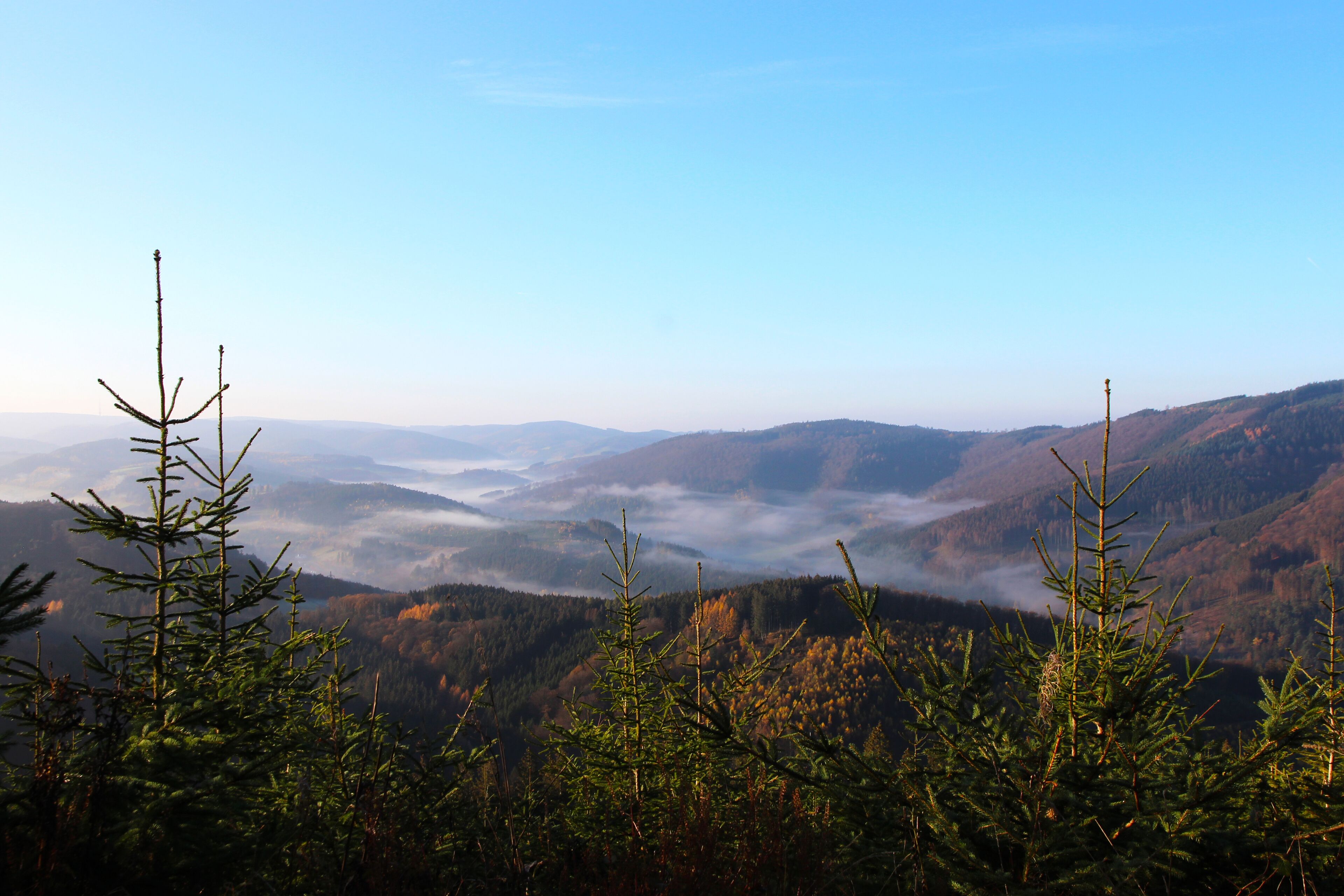 Un paysage montagneux, avec des arbres à feuilles persistantes au premier plan et une vallée en arrière-plan.