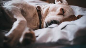 Un chien allongé sur un lit.