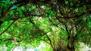 A garden pathway with a stone surface, surrounded by lush greenery and a large vase. - Casa do Terreiro do Poço (Borba)