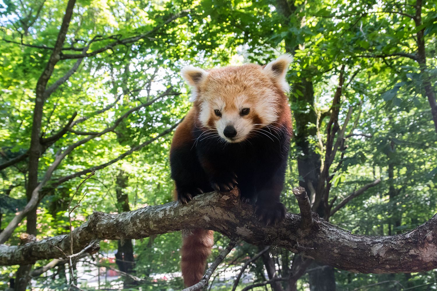 Un panda vermell assegut en una branca d'arbre en una zona boscosa.