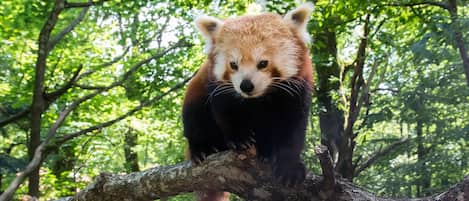 Un panda vermell assegut en una branca d'arbre en una zona boscosa.