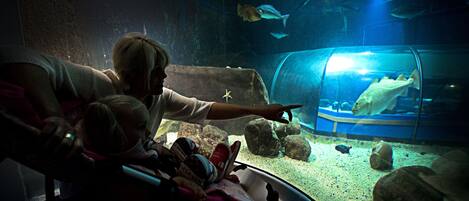 Una persona señala un acuario con peces y un gran animal marino.