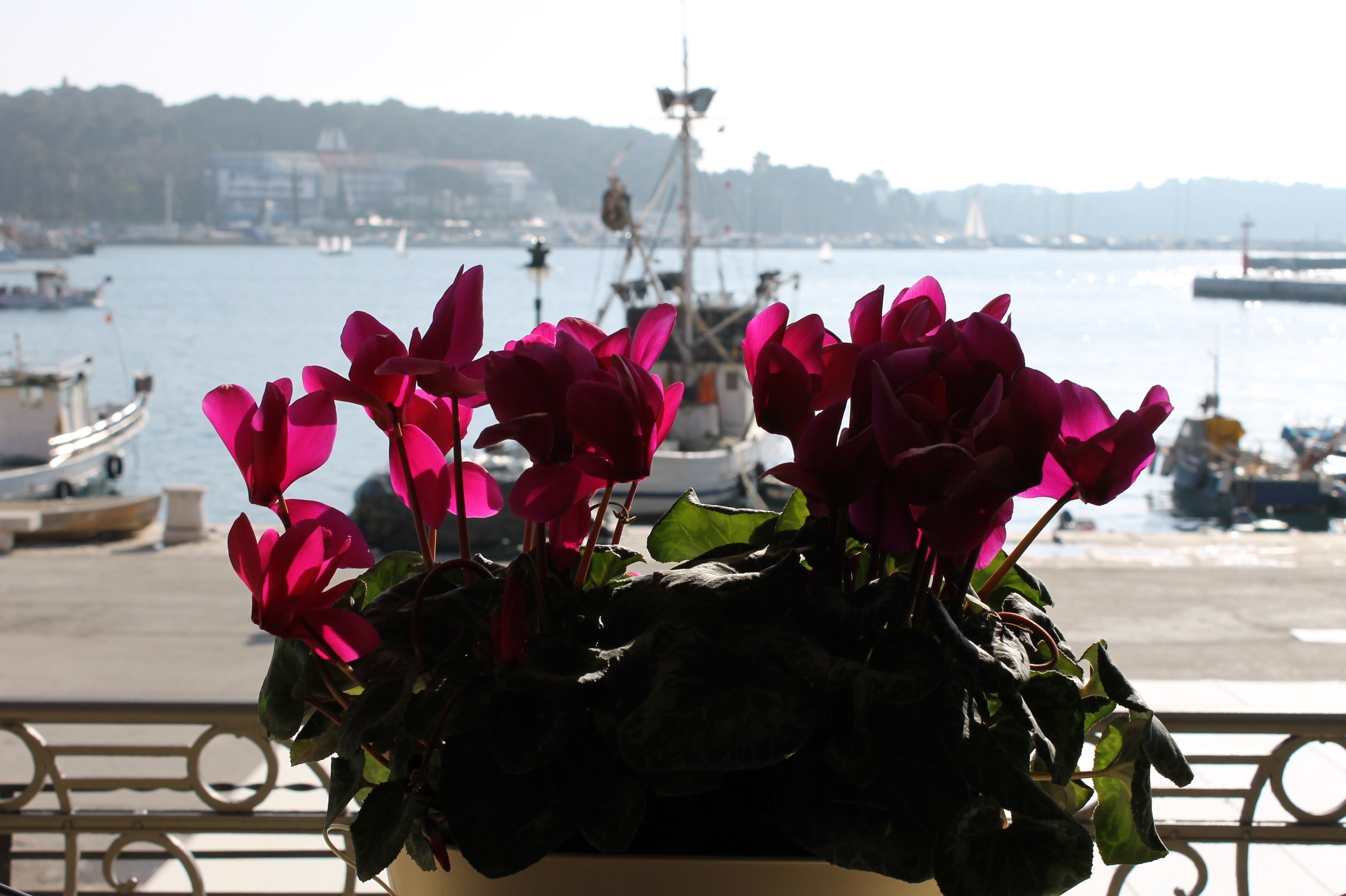 A potted plant with pink flowers in front of a marina with boats and a distant cityscape.