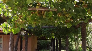 Un paseo techado con suelo de piedra, rodeado de parras y árboles.