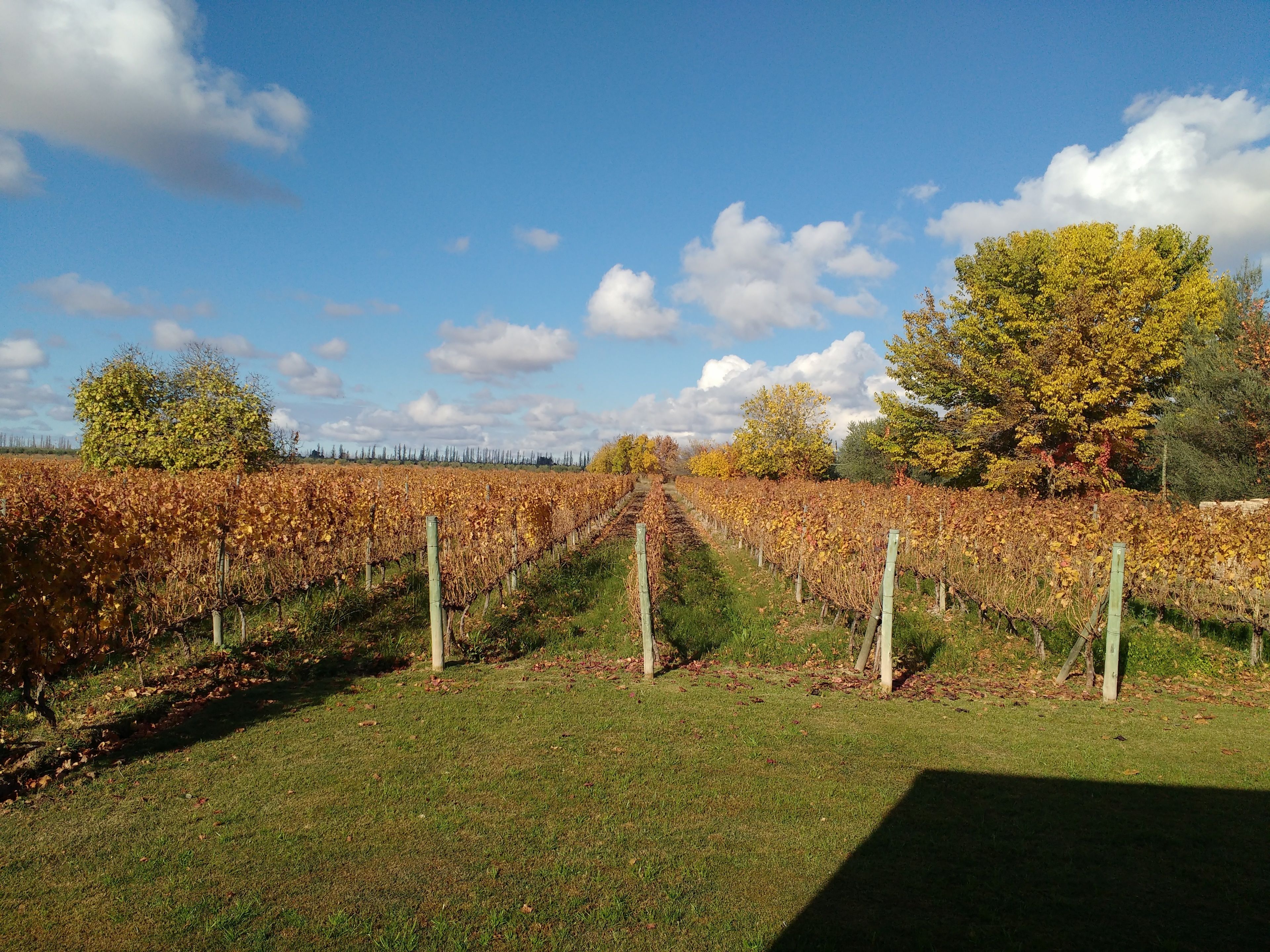 A vineyard with rows of grapevines, a grassy foreground, and trees with autumn foliage under a partly cloudy sky.