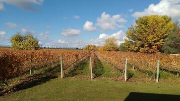 A vineyard with rows of grapevines, a grassy foreground, and trees with autumn foliage under a partly cloudy sky.