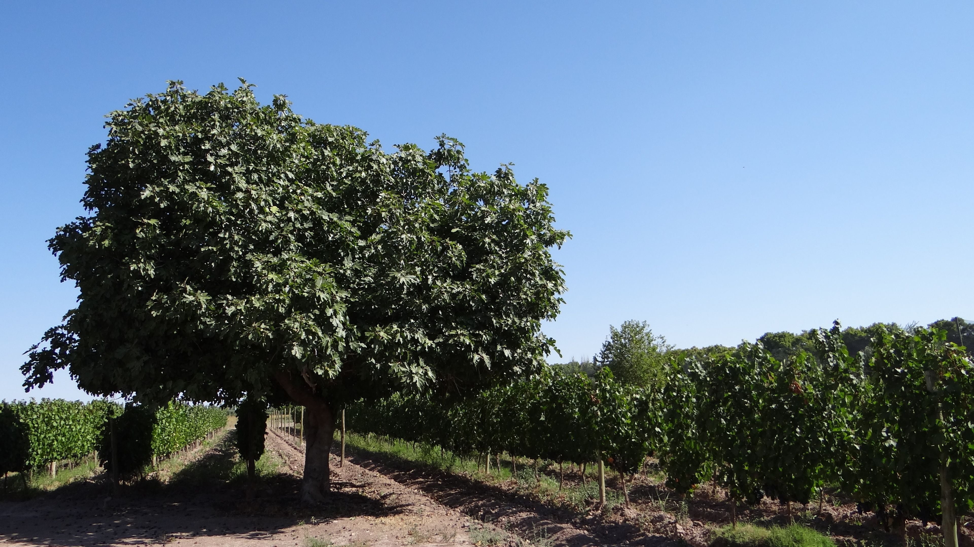 Viñedo con hileras de vid y un gran árbol en primer plano.