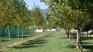 A row of young trees in a grassy area with a fence and buildings in the background. - Cabañas Uspallata (Uspallata)