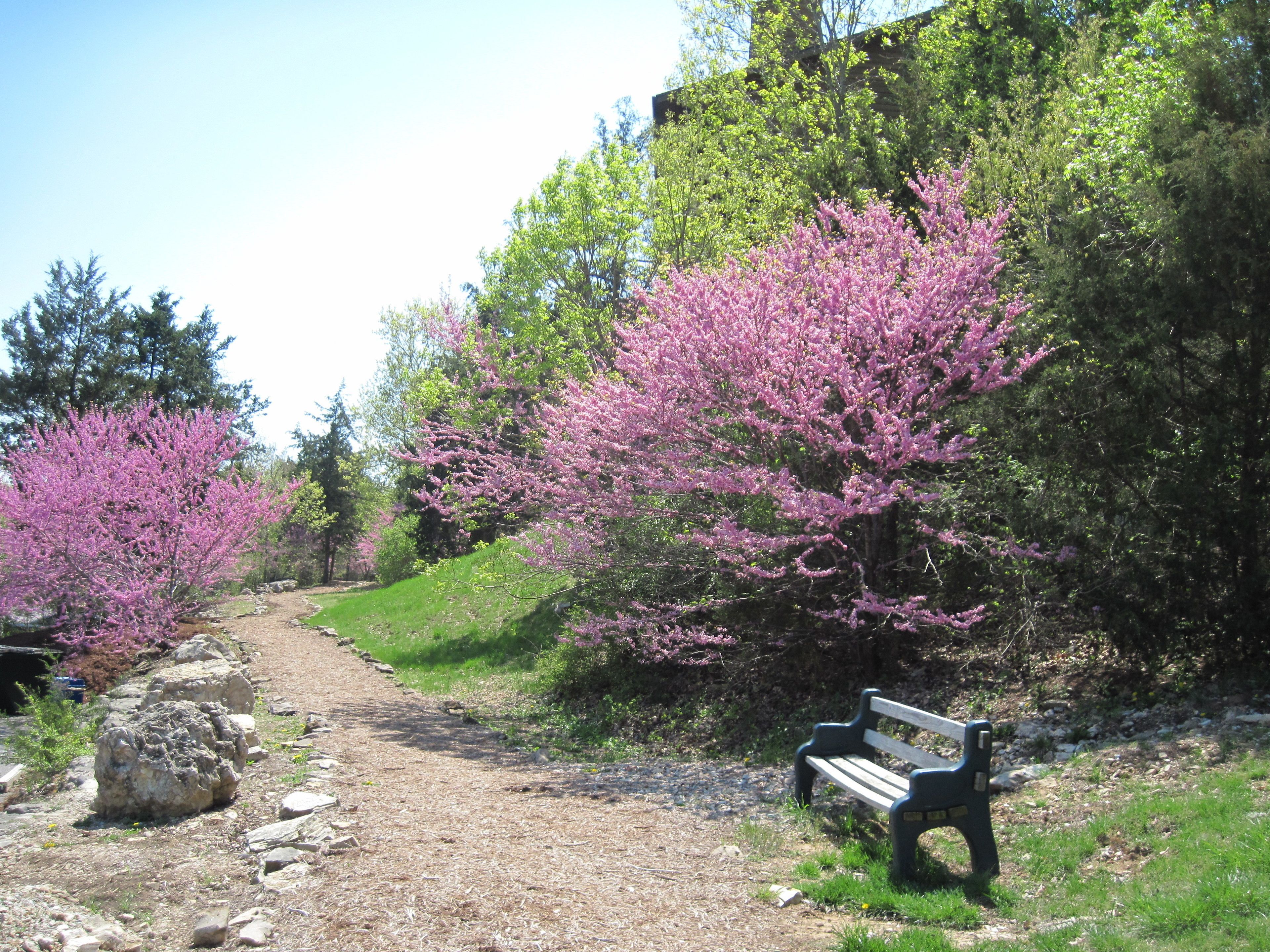 A gravel path with a bench and blooming trees.