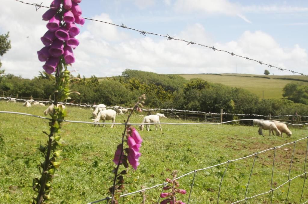 Campo cercado con ovejas pastando, rodeado de follaje y colinas.