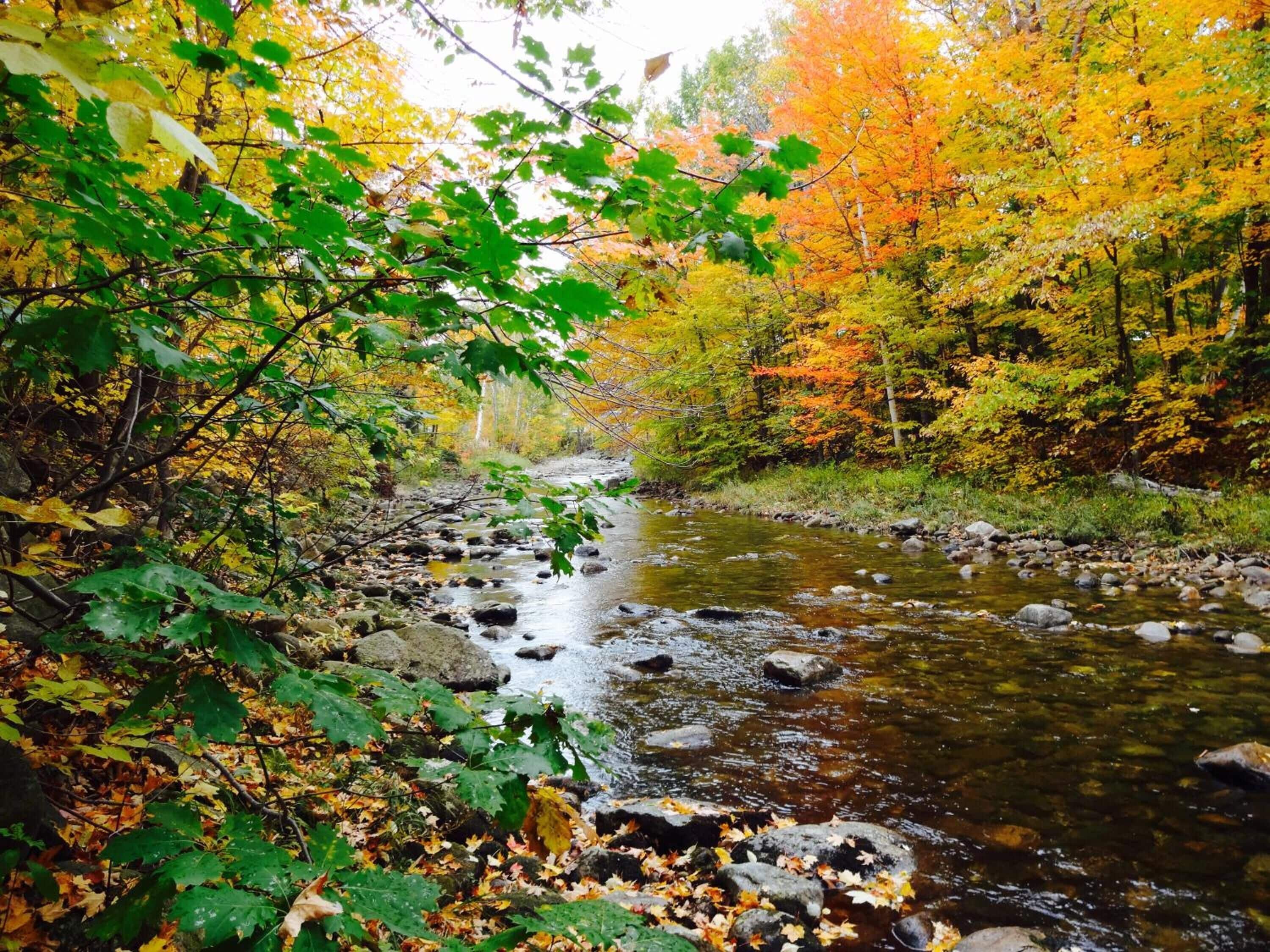 Foto - Gorham Motor Inn