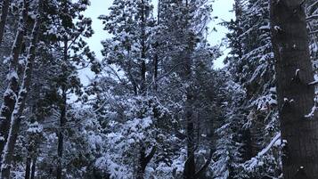 A snow-covered road winding through a forest of tall evergreen trees.