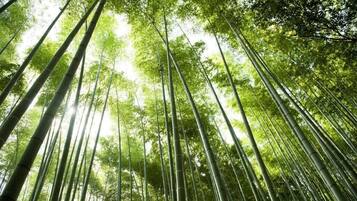 A dense bamboo forest with tall, slender trees and sunlight filtering through the canopy.