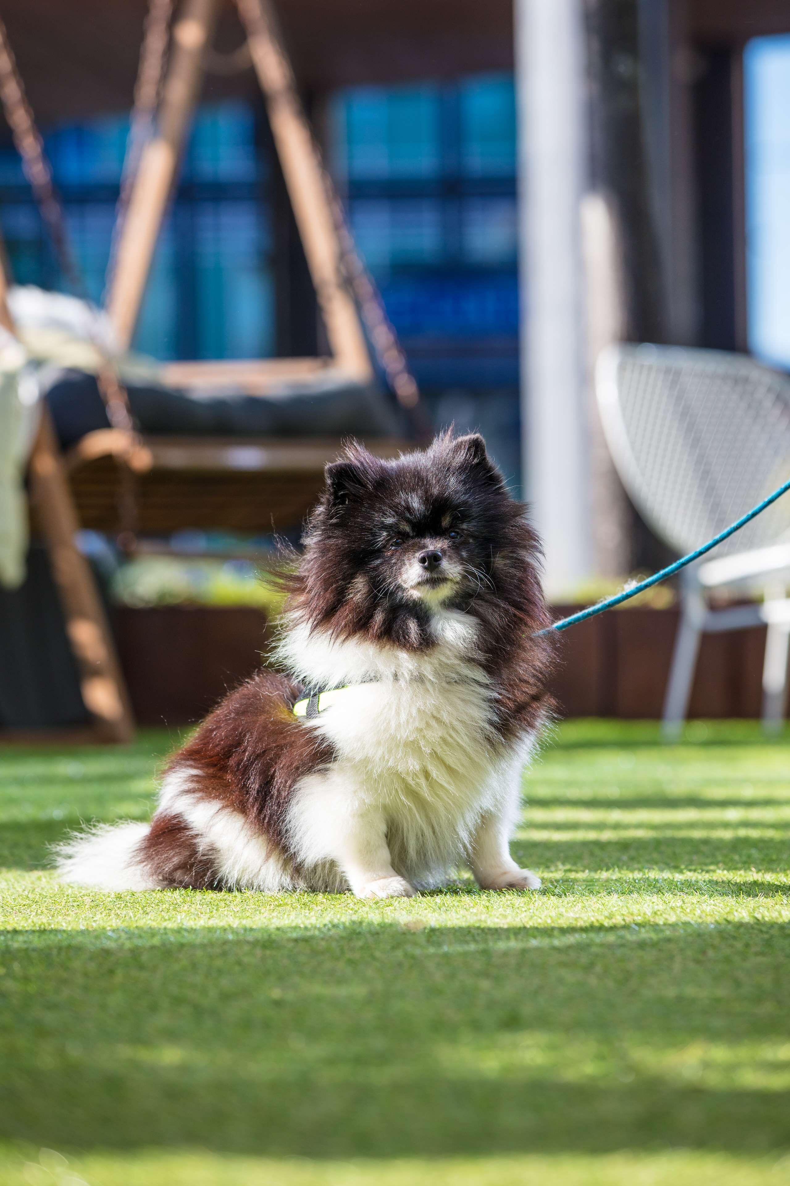 A small, fluffy dog sitting on a well-maintained lawn.