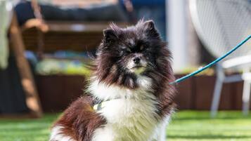 A small, fluffy dog sitting on a well-maintained lawn.