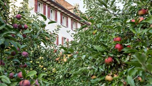 Ein Gebäude mit einer traditionellen Fassade, umgeben von dichten Obstbäumen mit roten und gelben Früchten.