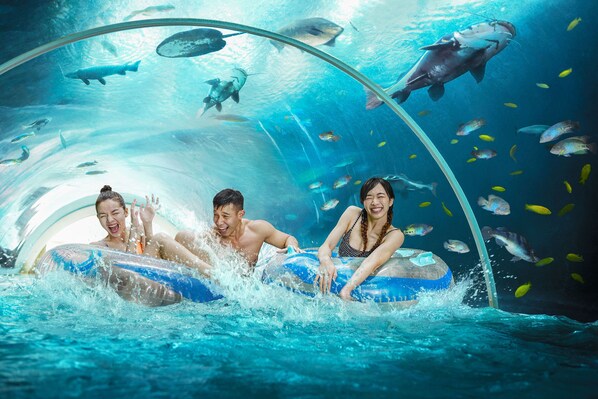 Un túnel transparente con gente deslizándose en flotadores, rodeado de peces y tiburones en un acuario.
