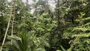 Un bosque frondoso de árboles altos y abundante vegetación.