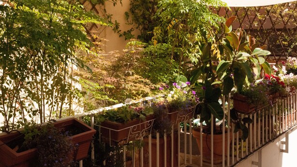 Varanda com vasos e flores variadas, guarda-corrimão branco e parede coberta por plantas trepadeiras.