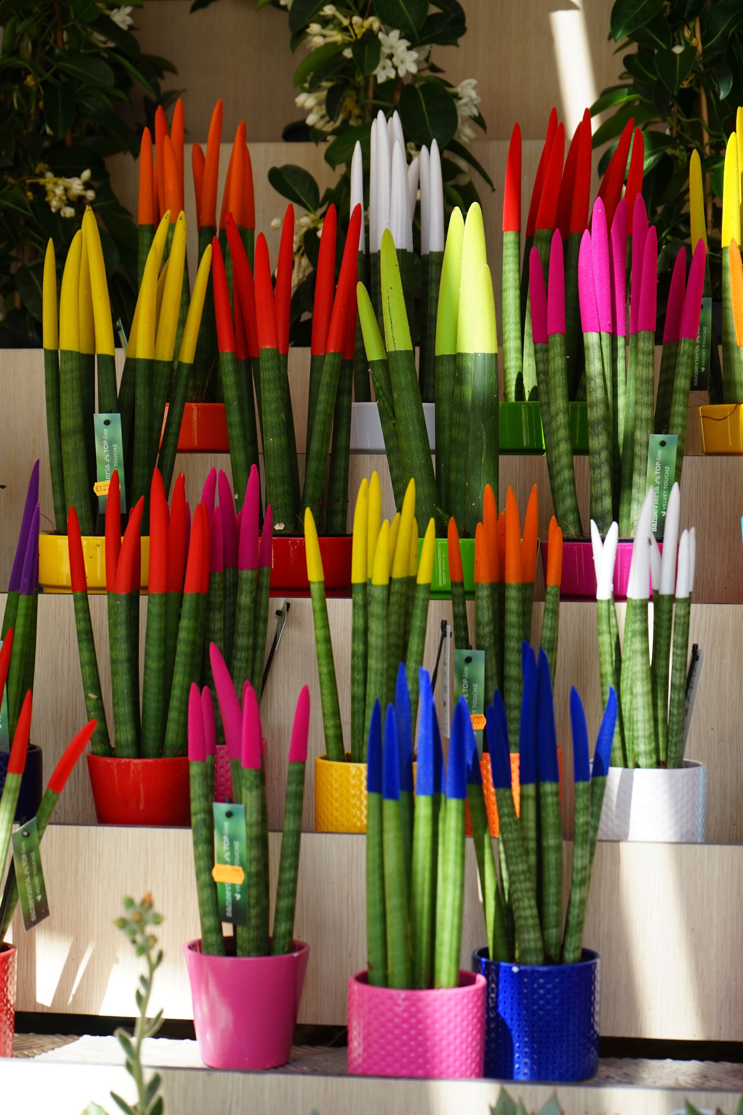 Una exhibición de arreglos florales coloridos en macetas diversas.