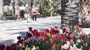 A courtyard with palm trees, a flower bed with various flowers, and a building with balconies in the background. - Alicante San Nicolás (Alicante)