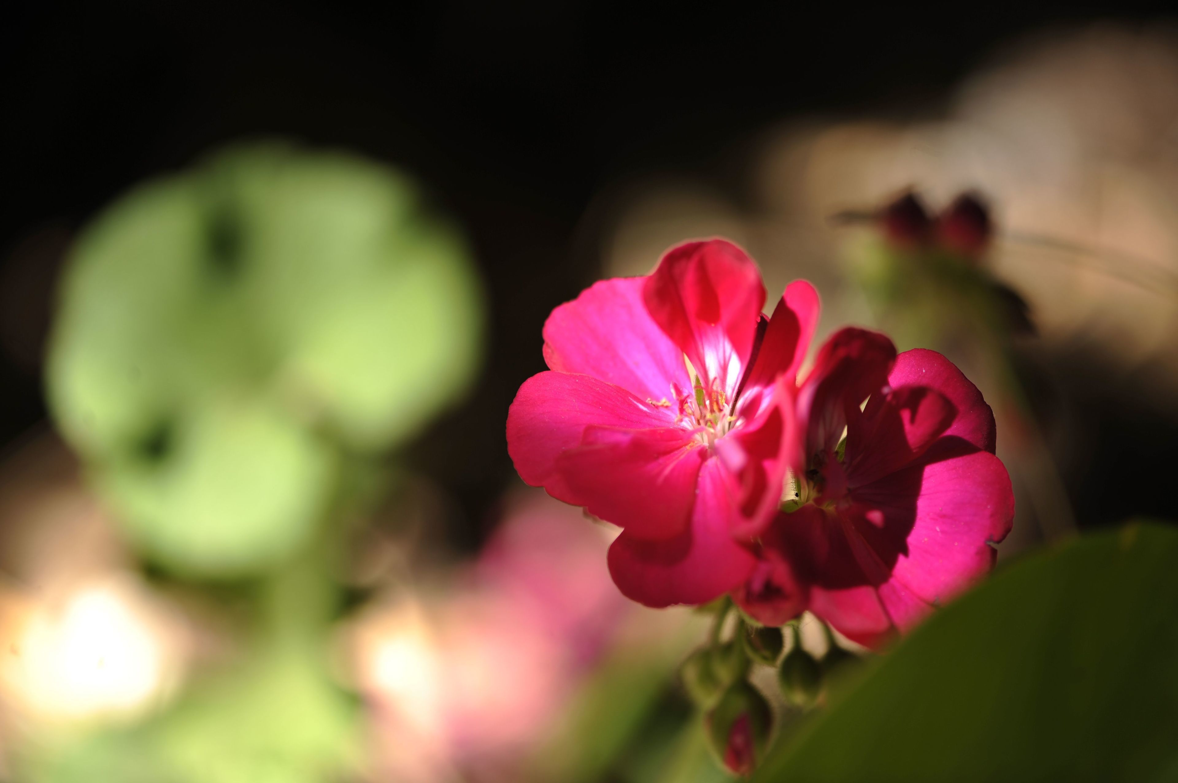 A close-up of a pink flower with a blurred green background.