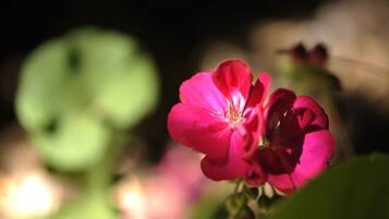 A close-up of a pink flower with a blurred green background.