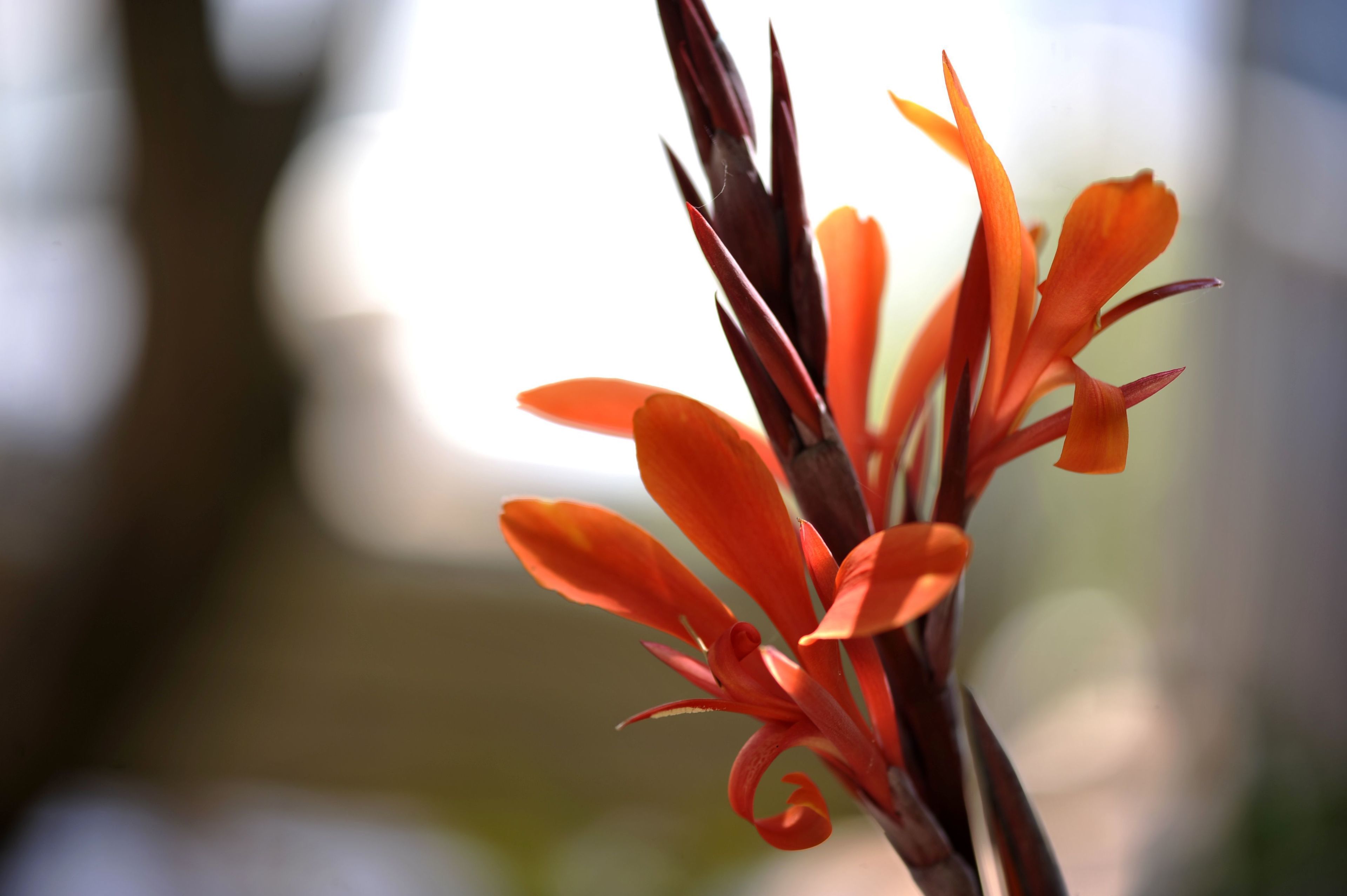 A close-up of a plant with orange and red flowers.