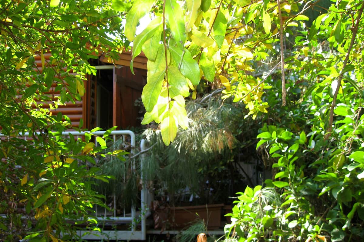 A garden with various plants and a wooden structure in the background.