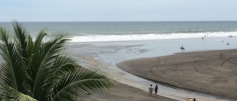 A beach with a palm tree, a horse, and people walking along the shore.