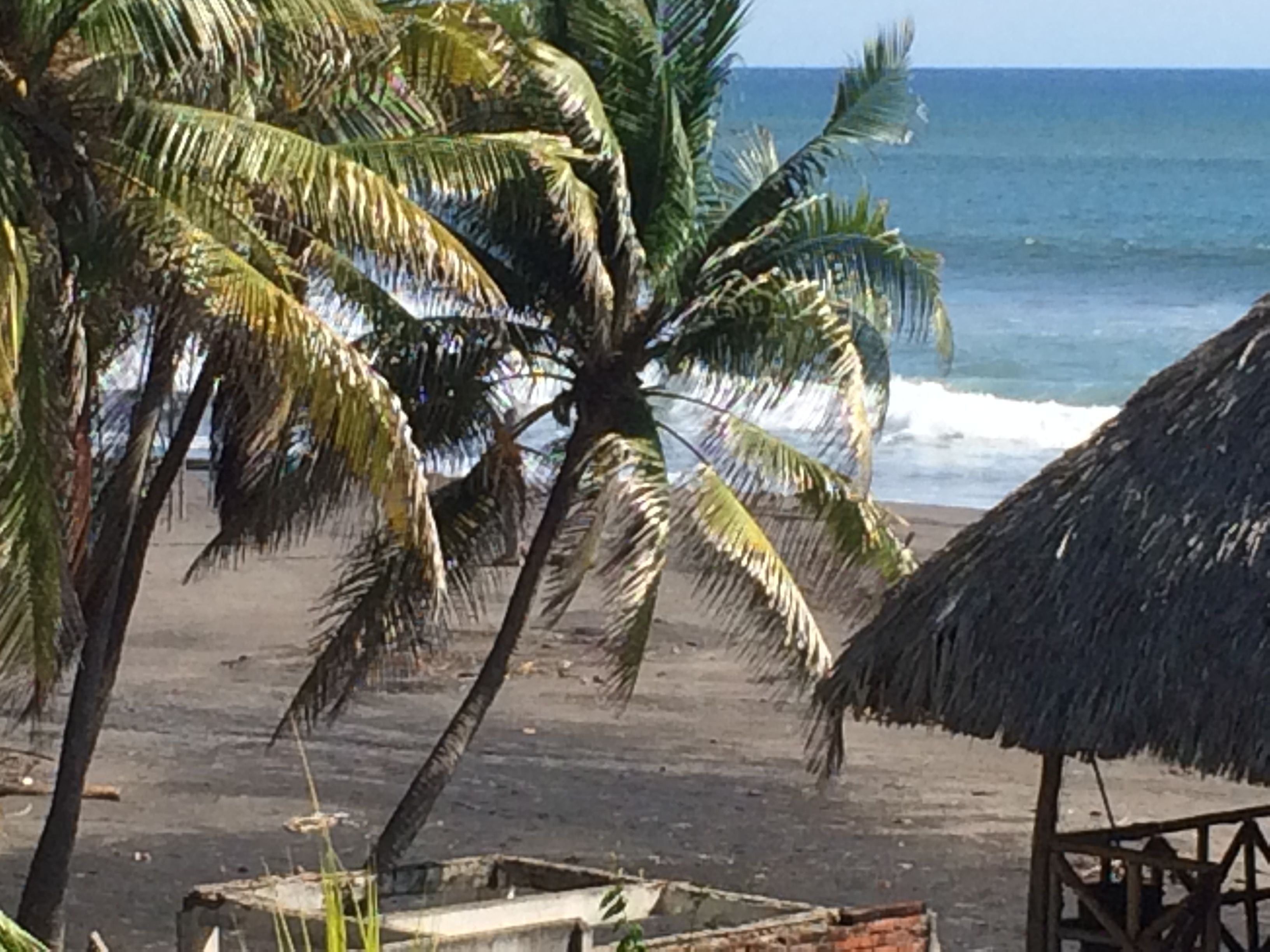 Una playa con palmeras y una estructura de techo de paja.