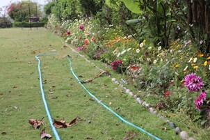 Un sendero en un jardín, con una manguera a un lado, rodeado de plantas y árboles florecientes.