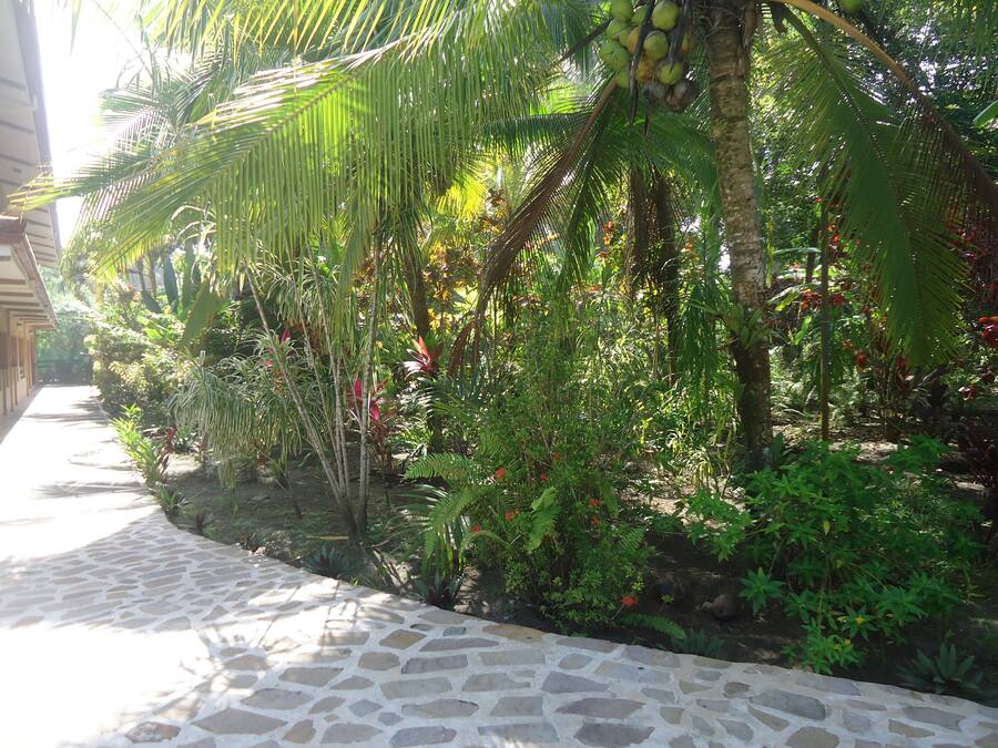 A stone pathway leading through a lush garden with various tropical plants and a palm tree.