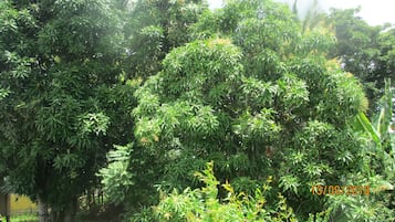 Jardim