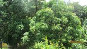 Garden - Tropical Breeze Guesthouse and Furnished Apartments (Gros Islet)