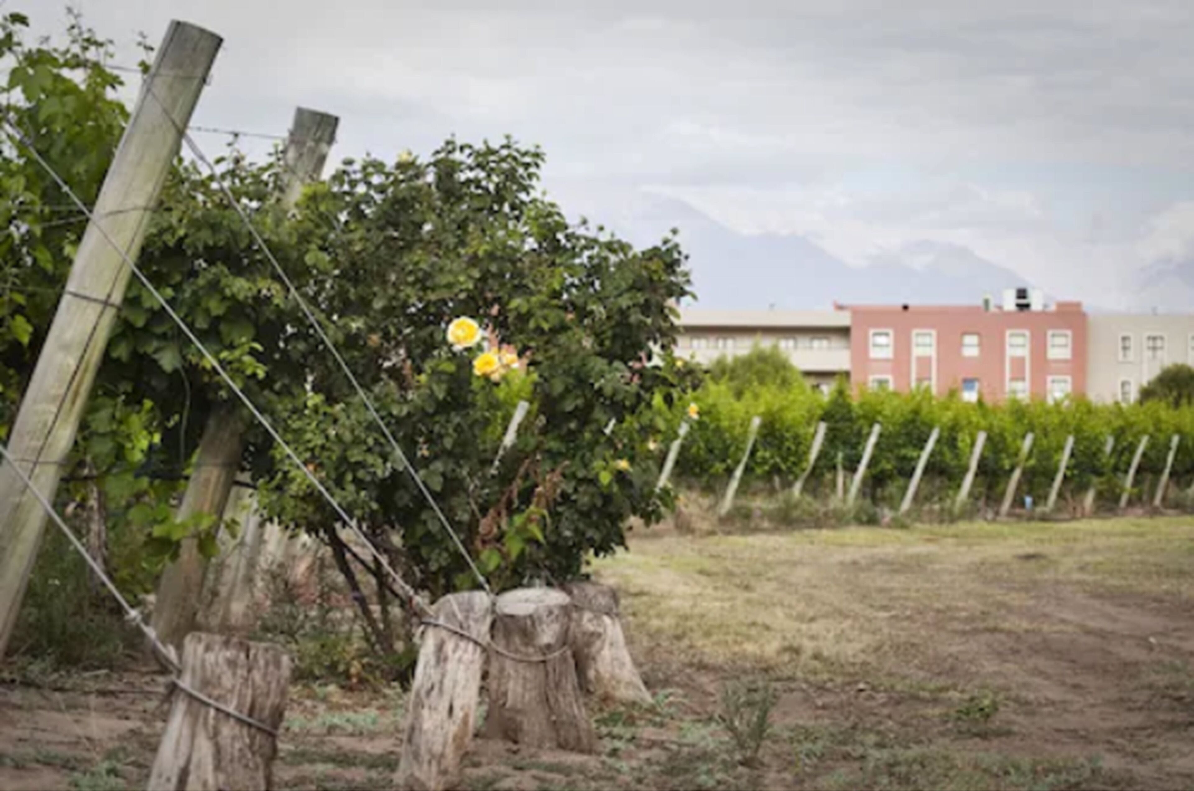 Un vignoble avec des rangées de vignes et un bâtiment en arrière-plan.