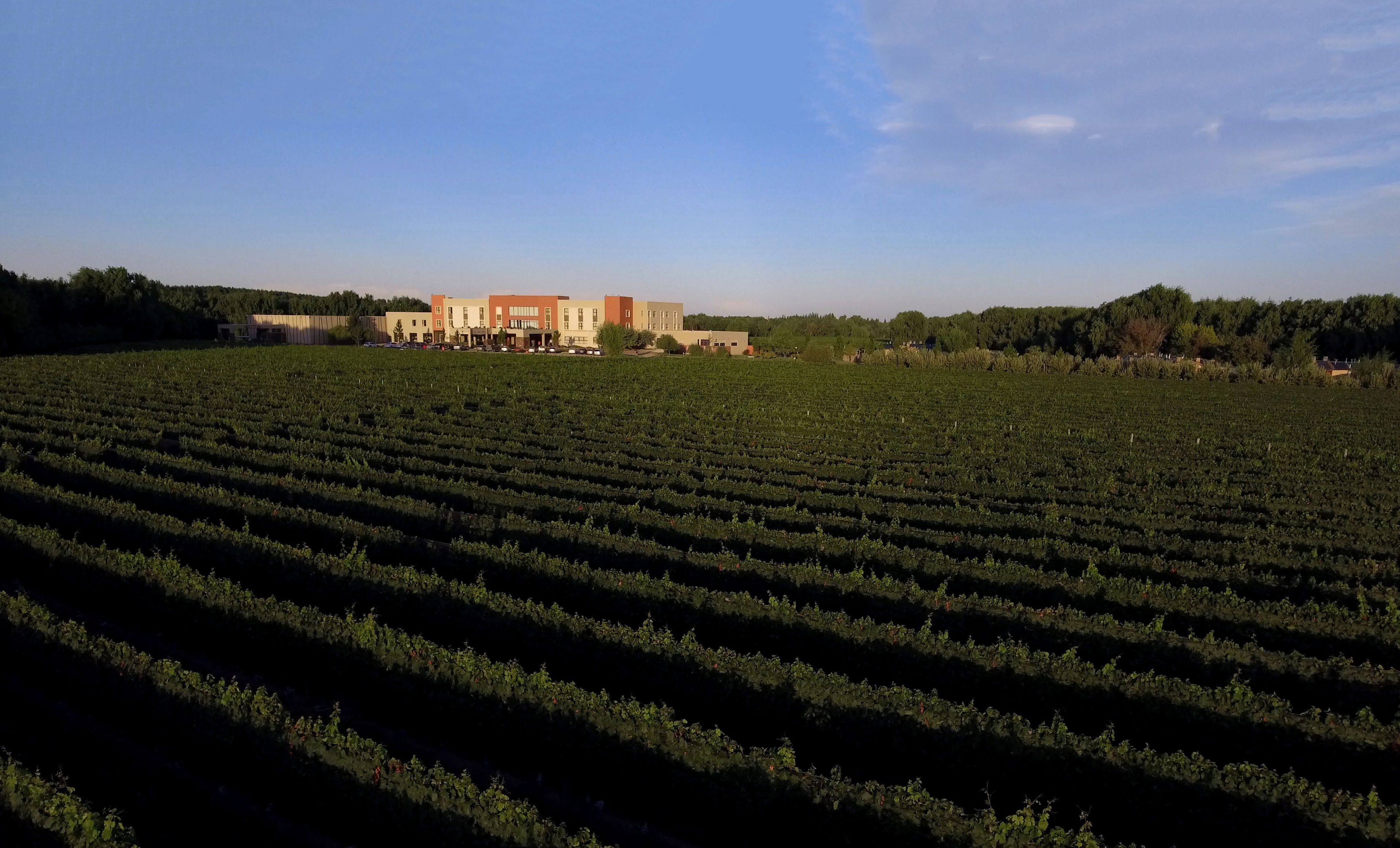 A vineyard with rows of grapevines and a building in the background.