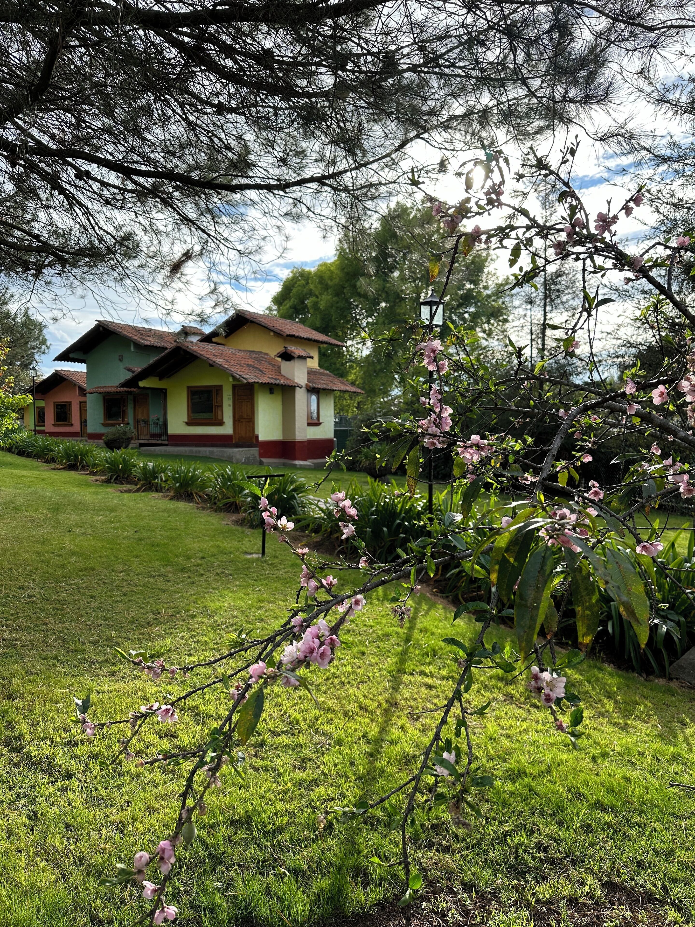 Una casa de dos pisos con fachada verde y amarilla, rodeada de un césped cuidado y árboles en flor.