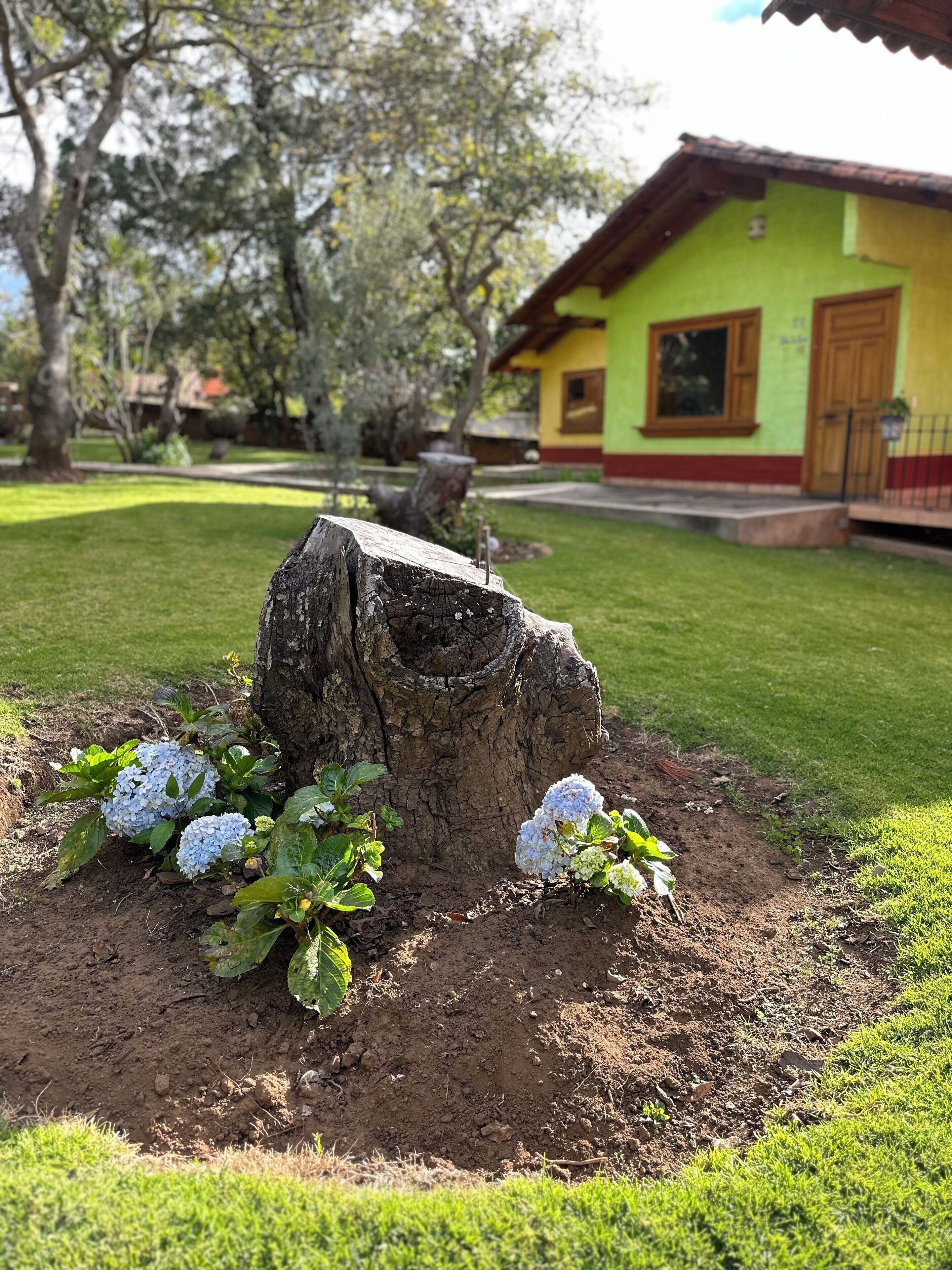 Um toco de árvore com flores de hortênsia em área ajardinada.